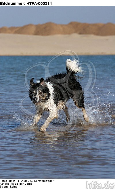 Border Collie rennt durchs Wasser / running Border Collie / HTFA-000314