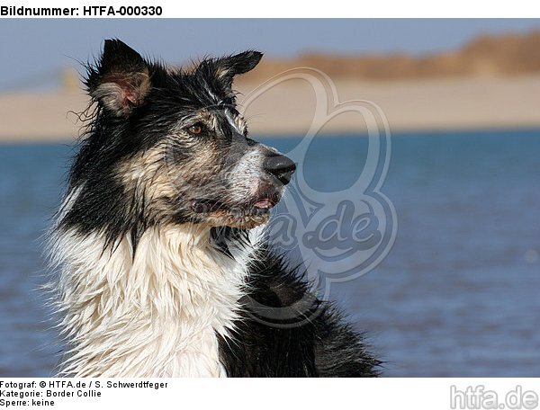 Border Collie Portrait / HTFA-000330