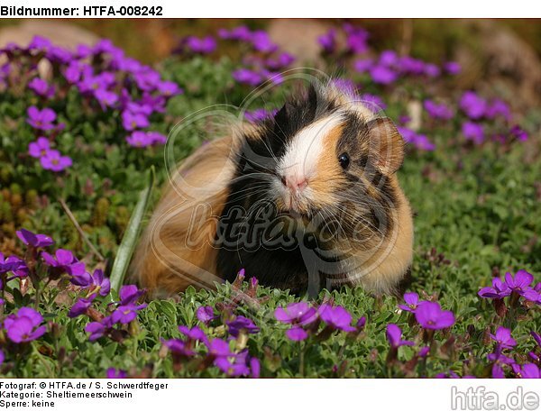 Sheltiemeerschwein / guninea pig / HTFA-008242