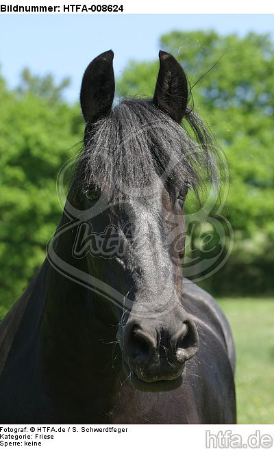 Friese Portrait / friesian horse portrait / HTFA-008624