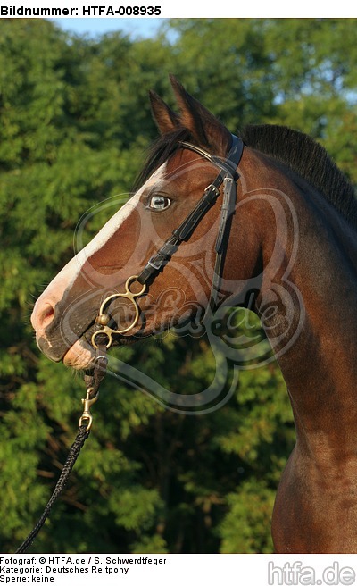 Deutsches Reitpony Portrait / pony portrait / HTFA-008935