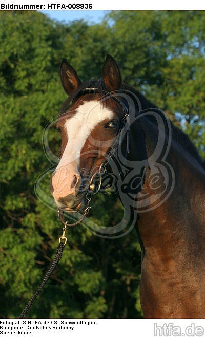 Deutsches Reitpony Portrait / pony portrait / HTFA-008936