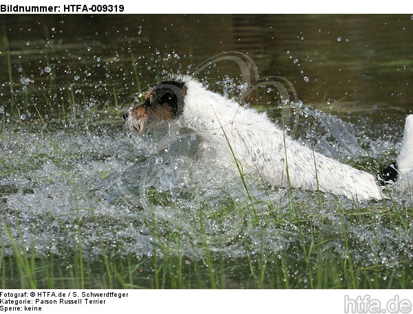 badender Parson Russell Terrier / bathing PRT / HTFA-009319