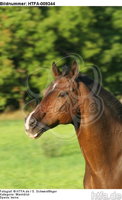 Warmblut Portrait / warmblood portrait / HTFA-009344