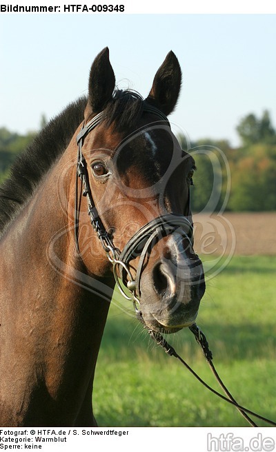 Warmblut Portrait / warmblood portrait / HTFA-009348