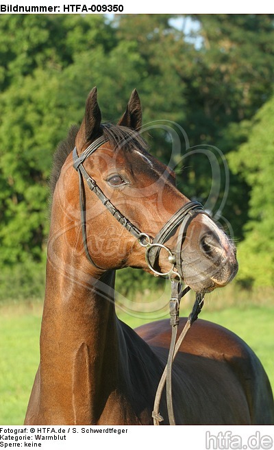 Warmblut Portrait / warmblood portrait / HTFA-009350