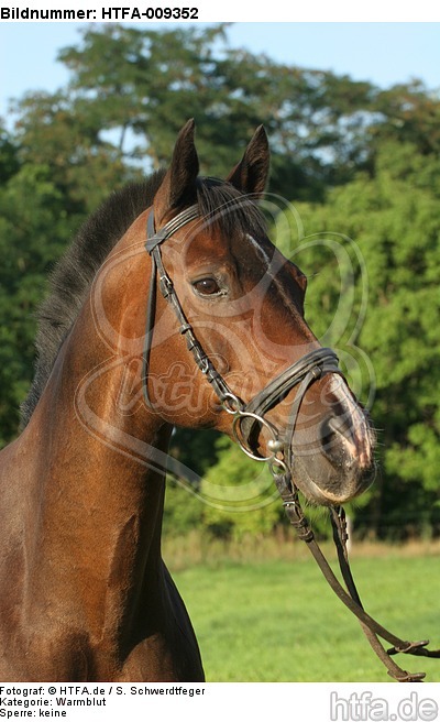 Warmblut Portrait / warmblood portrait / HTFA-009352