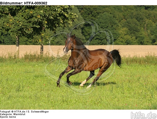 galoppierendes Warmblut / galloping warmblood / HTFA-009362