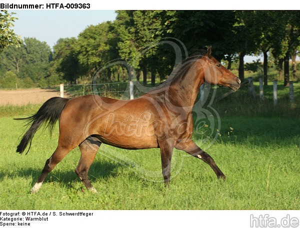 galoppierendes Warmblut / galloping warmblood / HTFA-009363