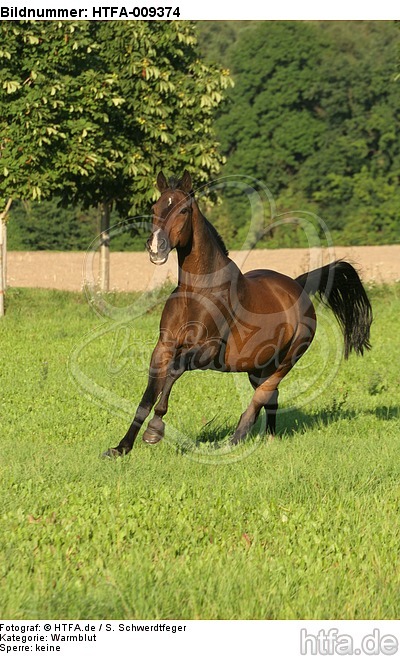 galoppierendes Warmblut / galloping warmblood / HTFA-009374