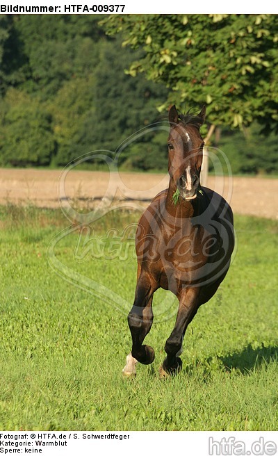 galoppierendes Warmblut / galloping warmblood / HTFA-009377