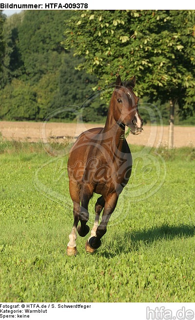 galoppierendes Warmblut / galloping warmblood / HTFA-009378