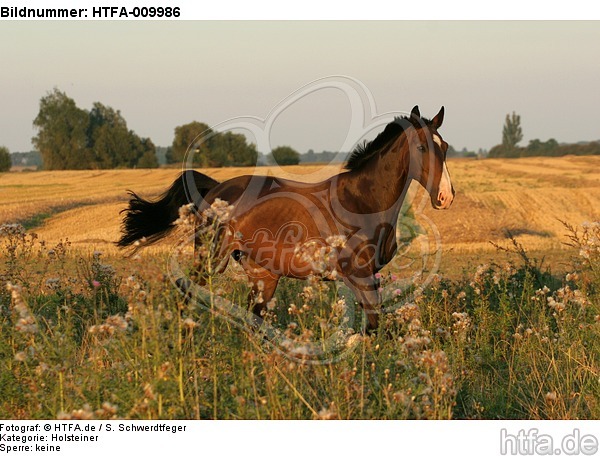 galoppierender Holsteiner / galloping Holsteiner / HTFA-009986