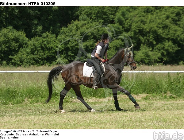 Frau reitet Sachsen Anhaltiner Warmblut / woman rides warmblood / HTFA-010306