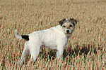 stehender Parson Russell Terrier / standing PRT