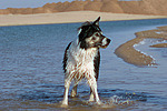 Border Collie steht im Wasser / bathing Border Collie