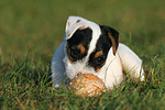 liegender Parson Russell Terrier Welpe / lying PRT puppy