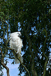 Kakadu / cockatoo