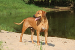 Rhodesian Ridgeback