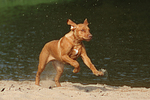 Rhodesian Ridgeback Welpe / rhodesian ridgeback puppy