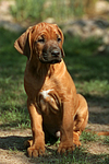 Rhodesian Ridgeback Welpe / rhodesian ridgeback puppy