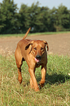 Rhodesian Ridgeback