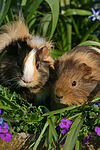 2 Sheltiemeerschwein / 2 guninea pig