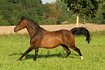 galoppierendes Warmblut / galloping warmblood