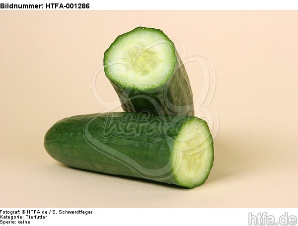 Gurke / cucumber / HTFA-001286
