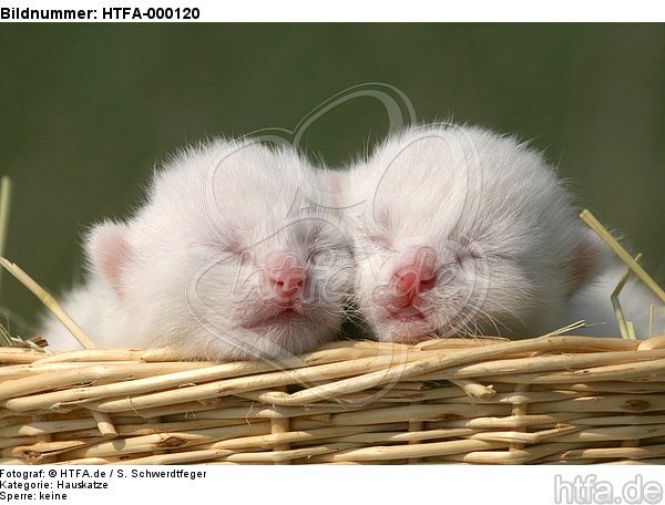 weiße Katzenbabys / white kitten / HTFA-000120