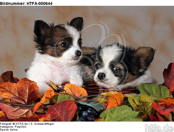 Papillon Welpen / papillon puppies / HTFA-000644