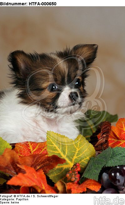 Papillon Welpe / papillon puppy / HTFA-000650