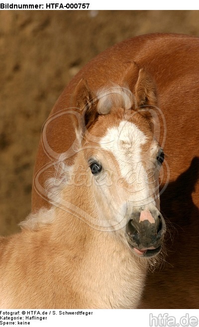 Haflinger Fohlen / haflinger horse foal / HTFA-000757