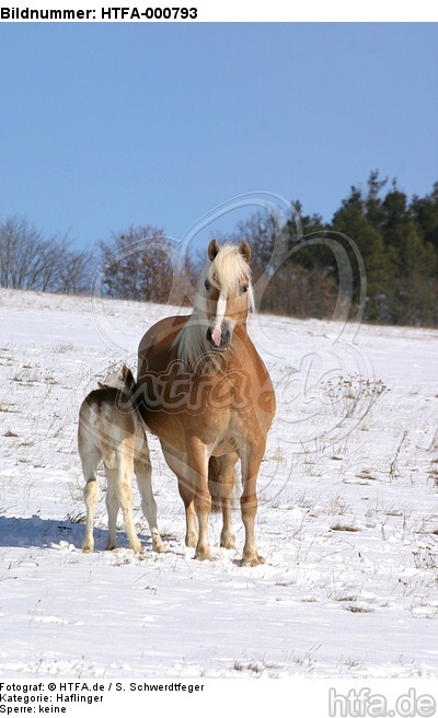 Haflinger / haflinger horses / HTFA-000793