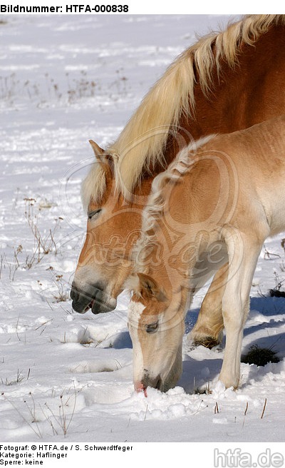 Haflinger / haflinger horses / HTFA-000838