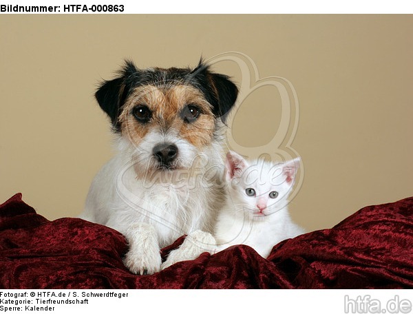 Parson Russell Terrier und Kätzchen / parson russell terrier and kitten / HTFA-000863