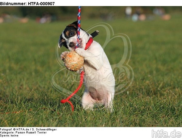 spielender Parson Russell Terrier Welpe / playing PRT puppy / HTFA-000907