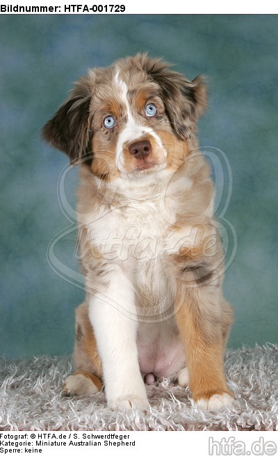 Miniature Australian Shepherd Welpe / miniature australian shepherd puppy / HTFA-001729