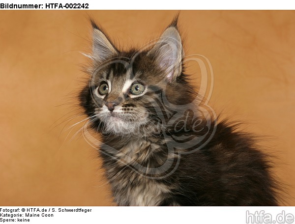 Maine Coon Kätzchen / maine coon kitten / HTFA-002242