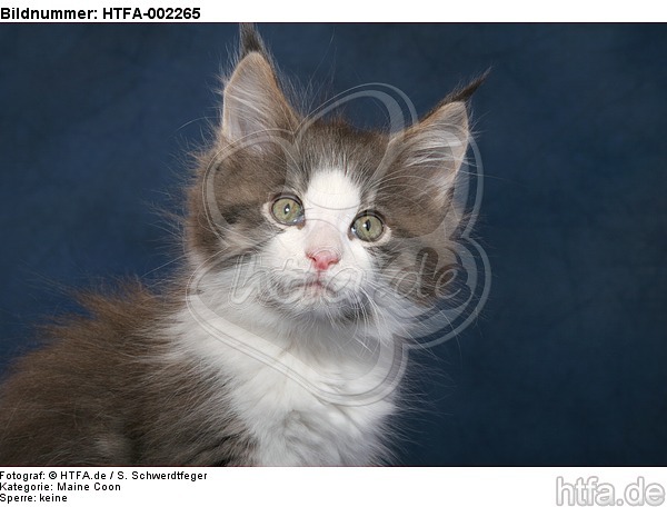 Maine Coon Kätzchen / maine coon kitten / HTFA-002265