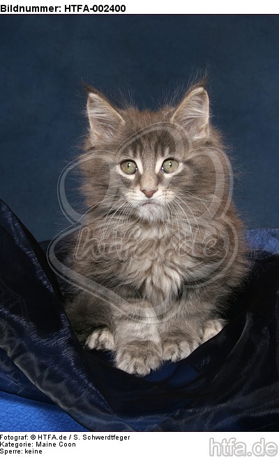 Maine Coon Kätzchen / maine coon kitten / HTFA-002400