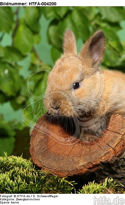 junges Zwergkaninchen / young dwarf rabbit / HTFA-004200