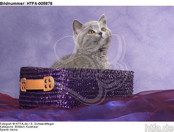 Britisch Kurzhaar Kätzchen / british shorthair kitten / HTFA-005878