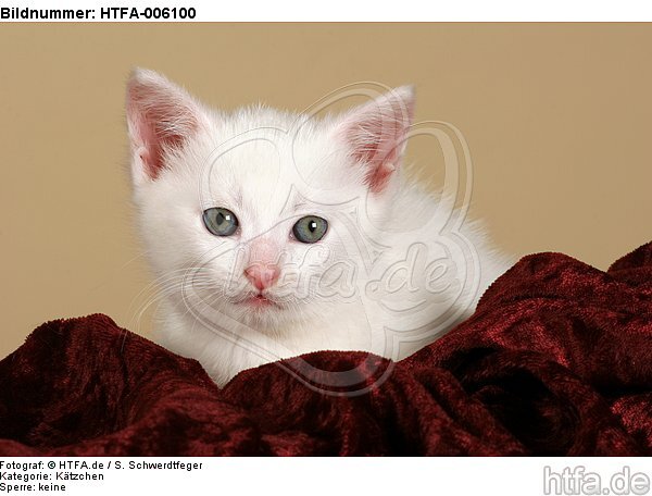 Kätzchen / kitten / HTFA-006100
