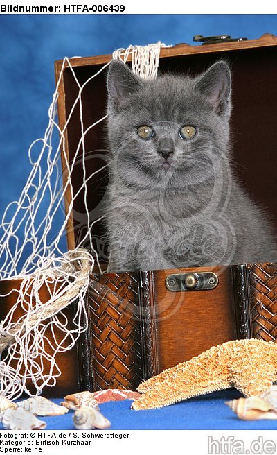 Britisch Kurzhaar Kätzchen / british shorthair kitten / HTFA-006439