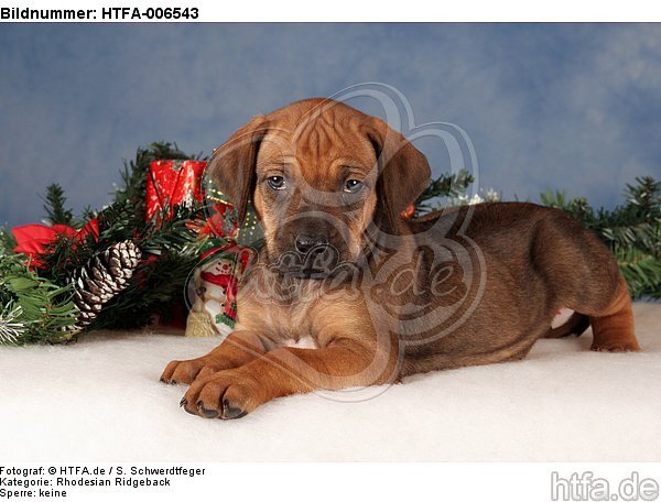 Rhodesian Ridgeback Welpe / rhodesian ridgeback puppy / HTFA-006543