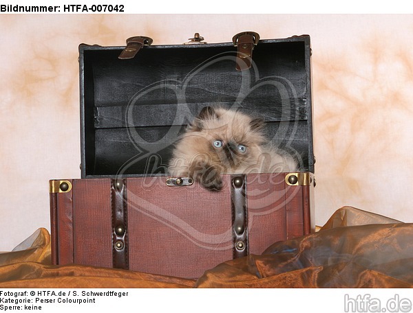 Perser Colourpoint Kätzchen / persian colourpoint kitten / HTFA-007042