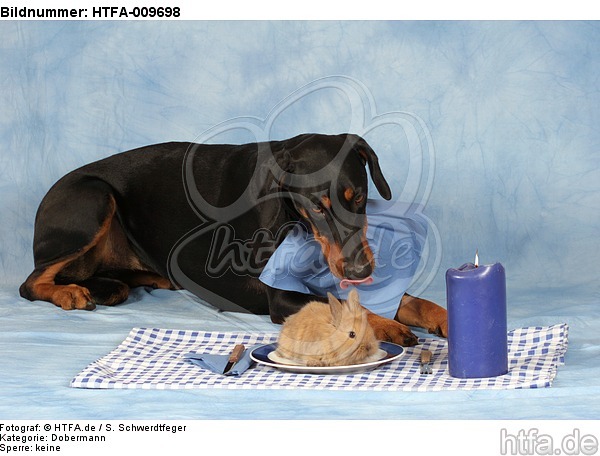 Dobermann beim Essen / Doberman Pinscher at dinner / HTFA-009698