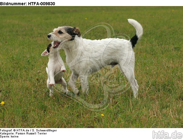 spielende Parson Russell Terrier / playing PRT / HTFA-009830