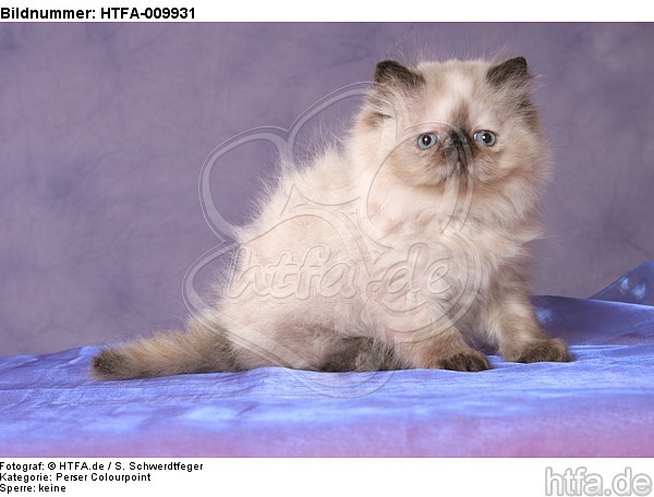 sitzendes Perser Colourpoint Kätzchen / sitting persian colourpoint kitten / HTFA-009931